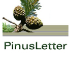 PinusLetter